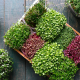 Microgreens